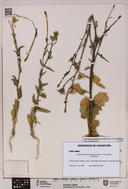 Nicotiana acuminata [Espécimen: UDEC:CONC:0188031]