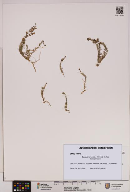 Spergularia rubra [Espécimen: UDEC:CONC:0188043]
