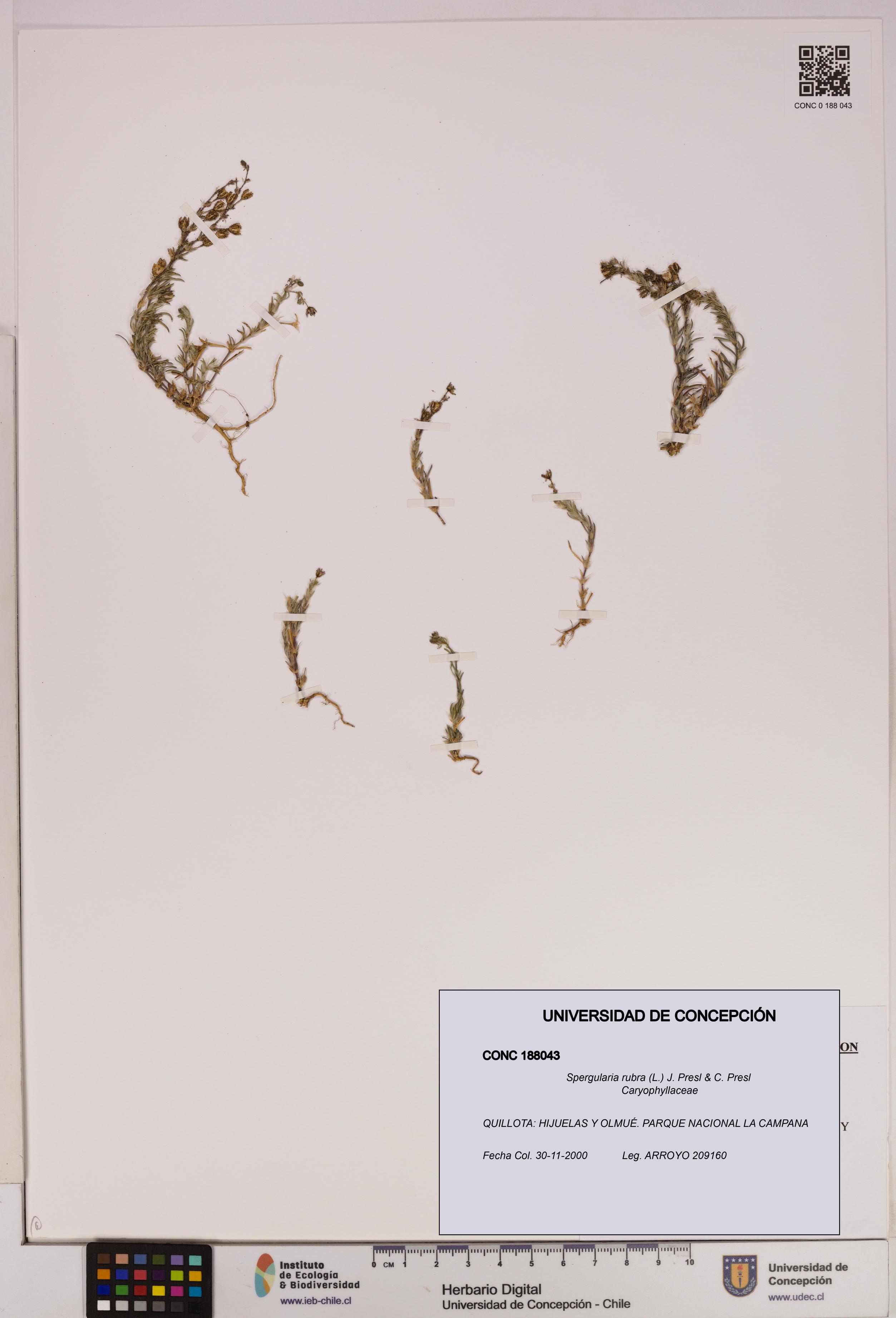 Spergularia rubra [Espécimen: UDEC:CONC:0188043]