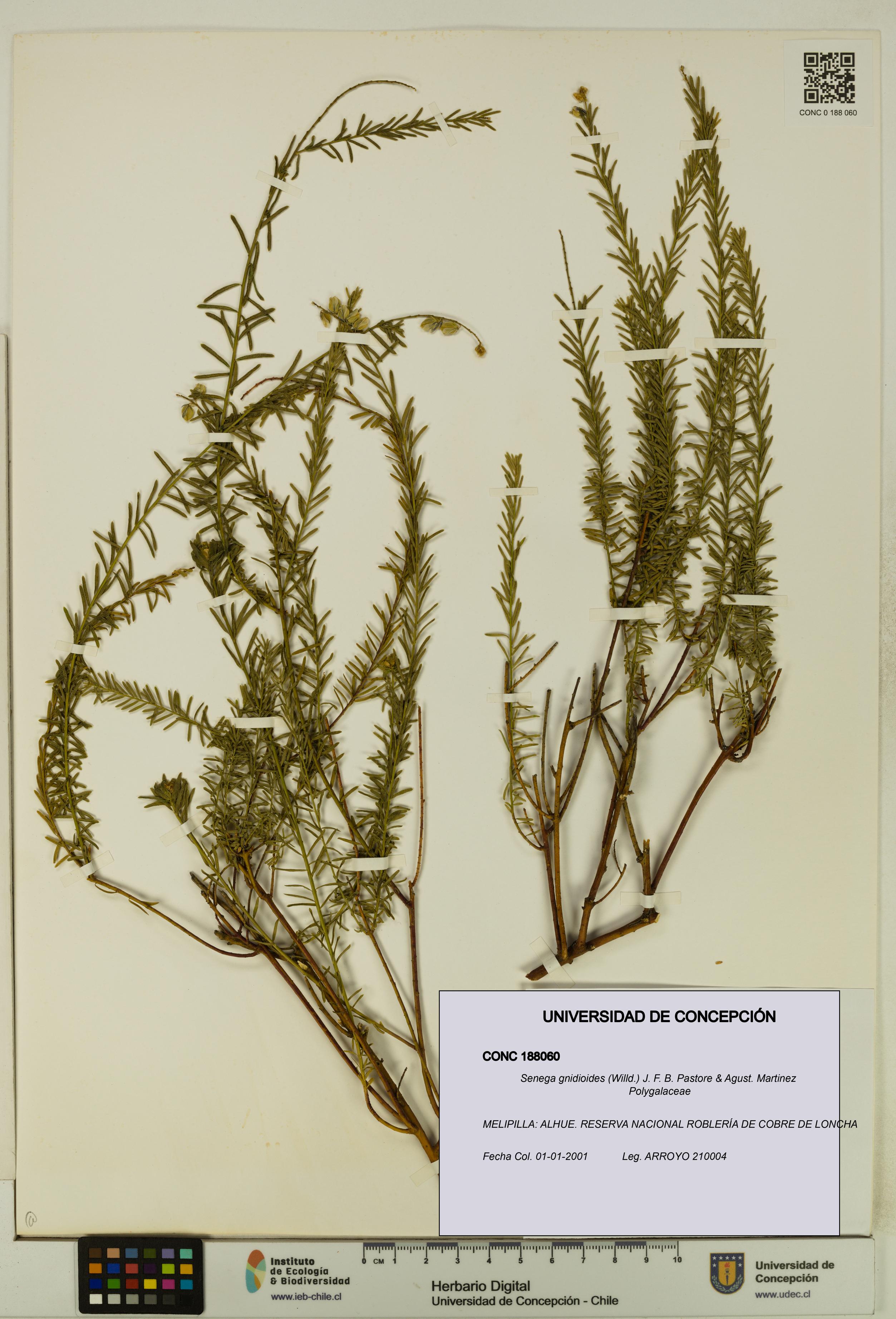 Senega gnidioides [Espécimen: UDEC:CONC:0188060]