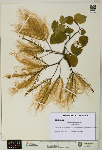 Misodendrum linearifolium [Espécimen: UDEC:CONC:0188064]