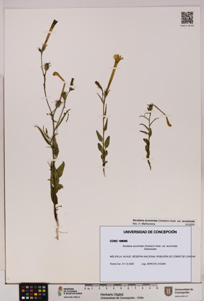 Nicotiana acuminata [Espécimen: UDEC:CONC:0188065]