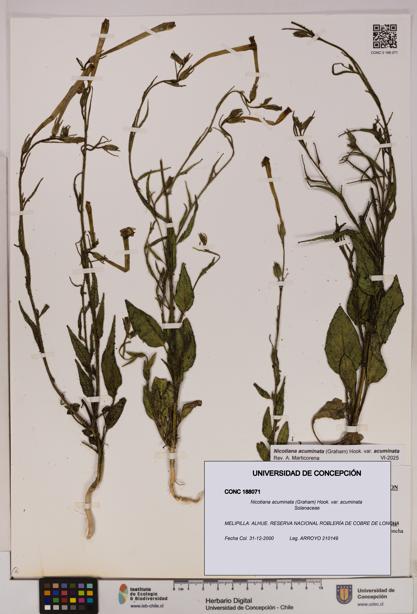 Nicotiana acuminata [Espécimen: UDEC:CONC:0188071]