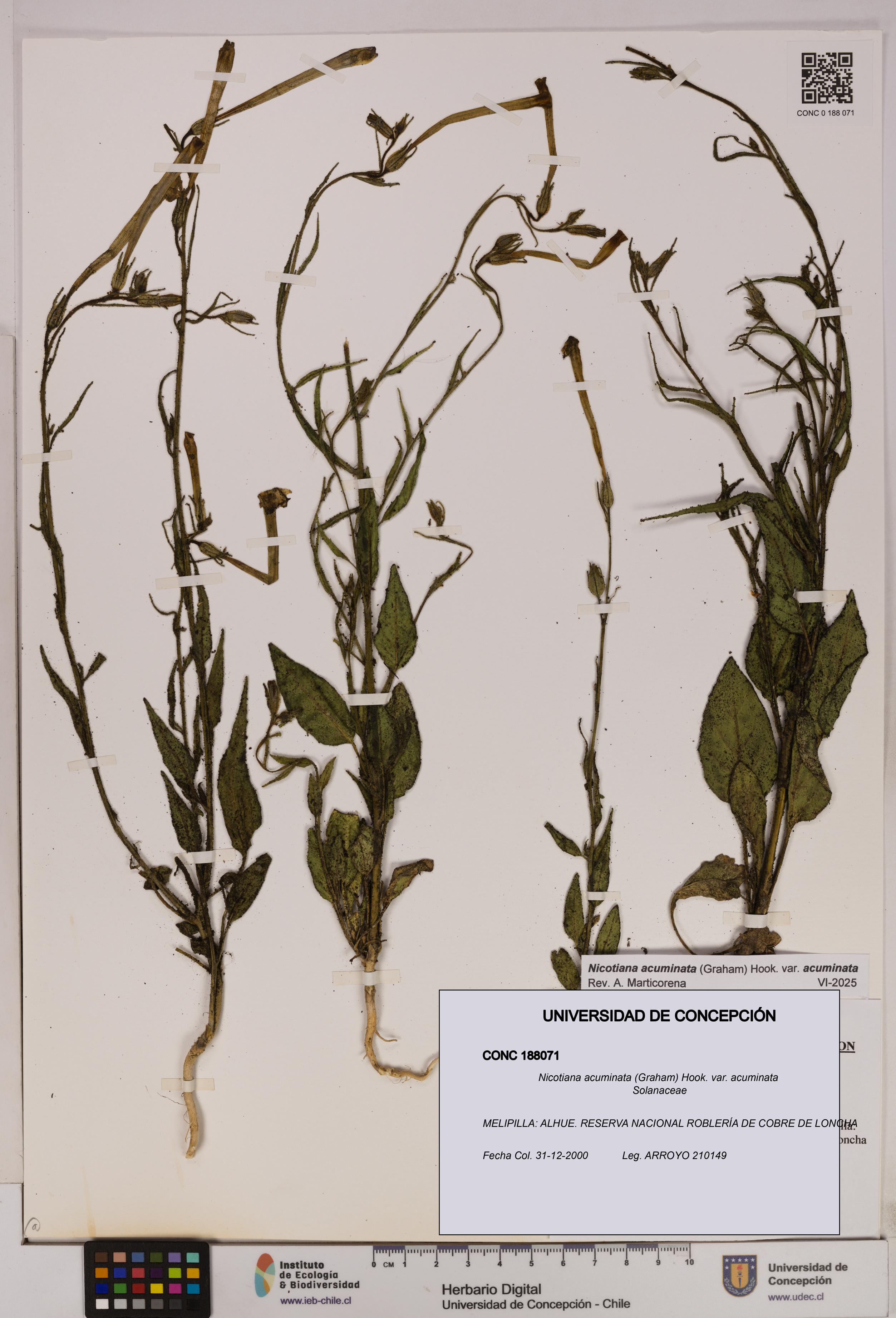 Nicotiana acuminata [Espécimen: UDEC:CONC:0188071]