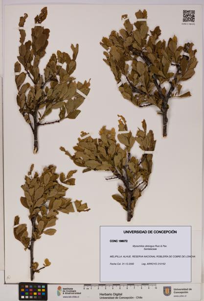 Myoschilos oblongus [Espécimen: UDEC:CONC:0188072]