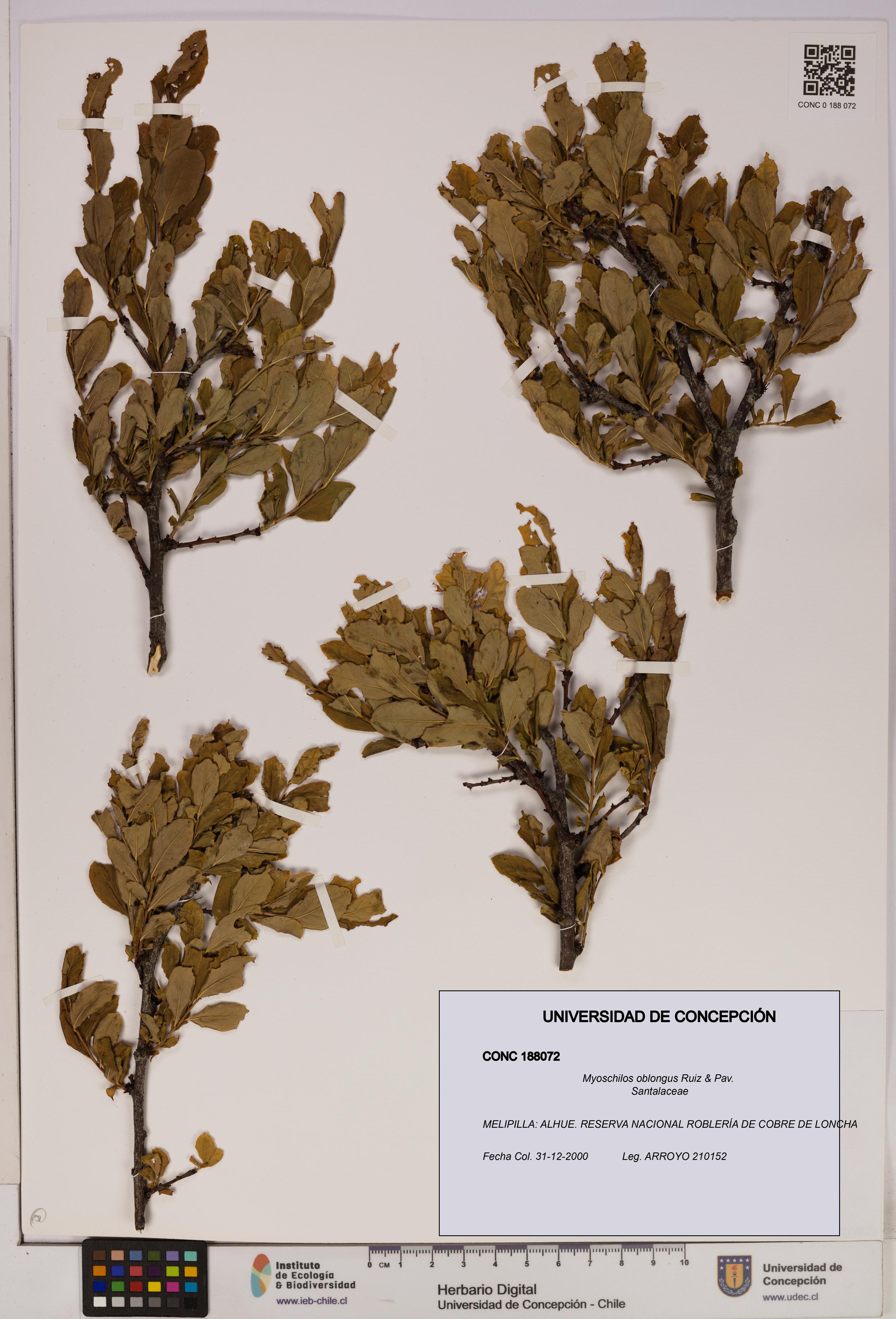 Myoschilos oblongus [Espécimen: UDEC:CONC:0188072]