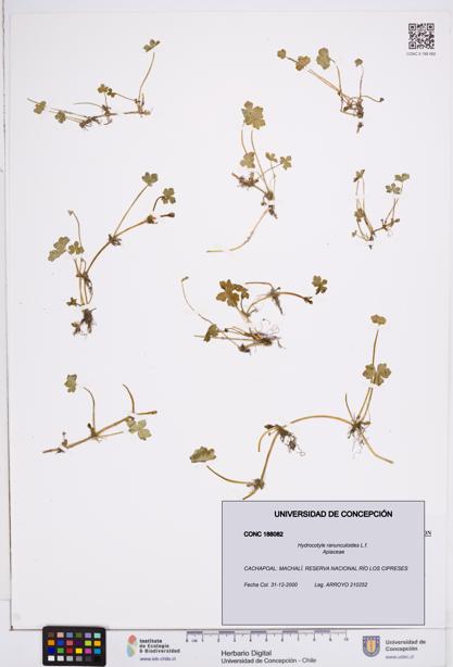 Hydrocotyle ranunculoides [Espécimen: ]