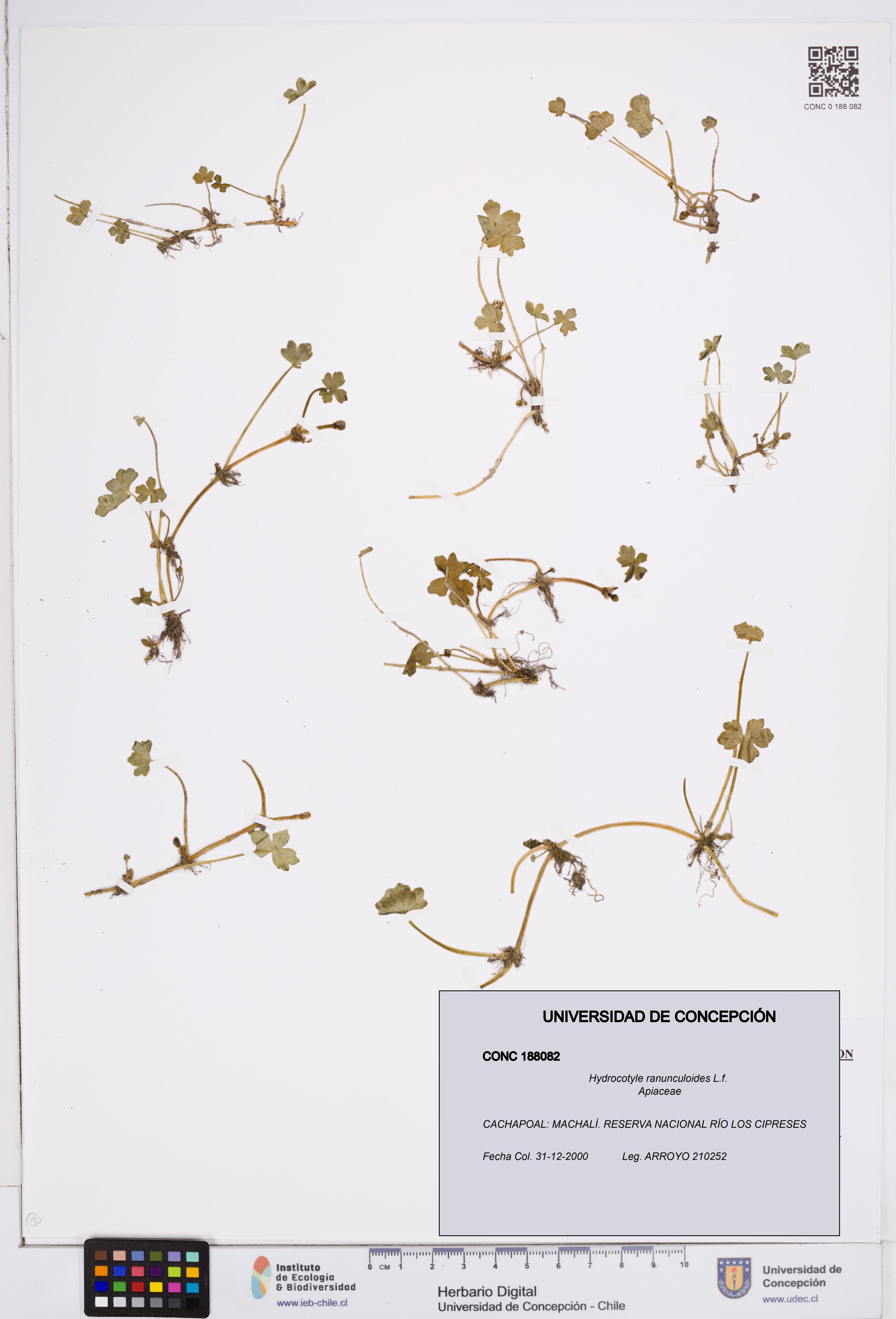 Hydrocotyle ranunculoides [Espécimen: ]