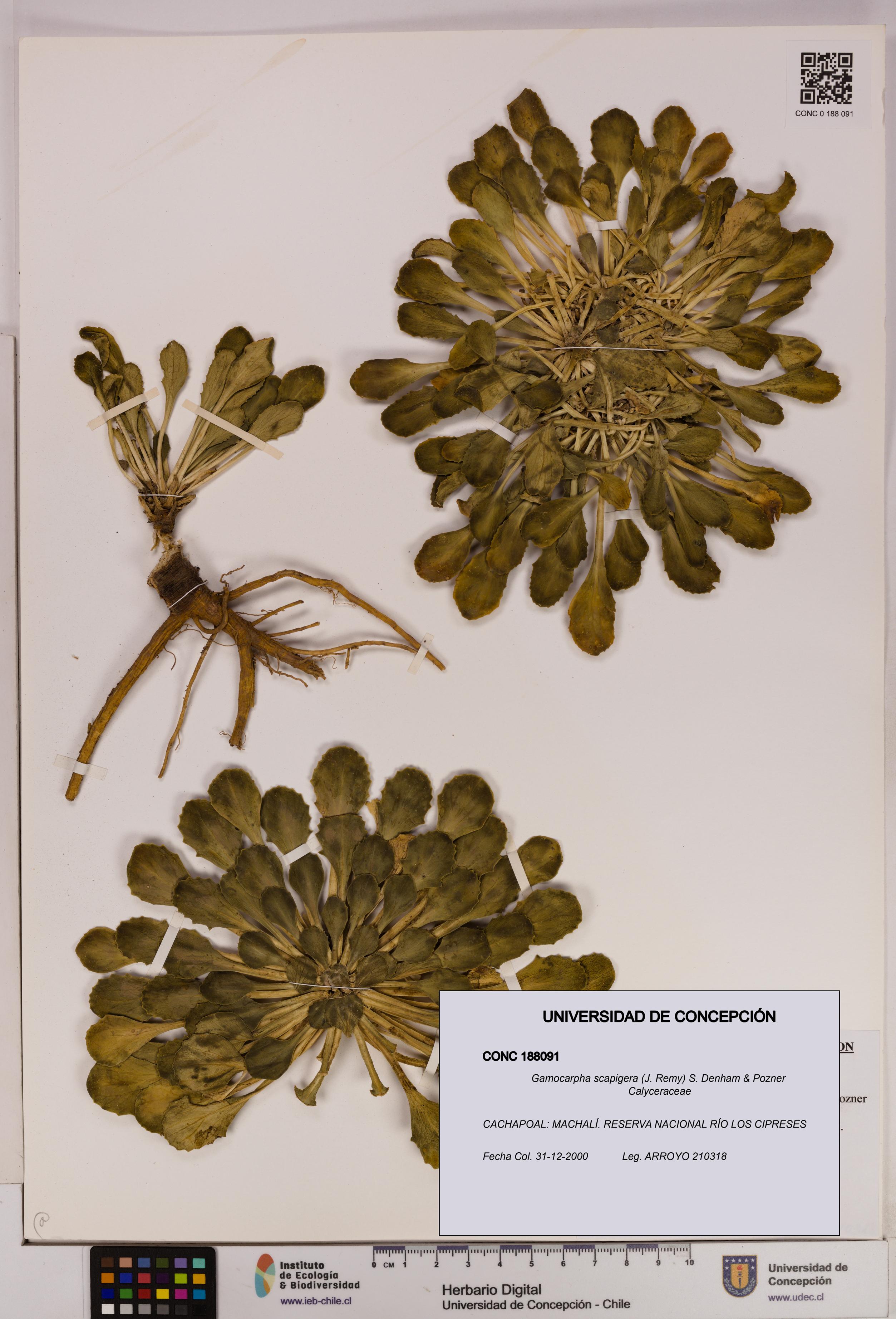 Gamocarpha scapigera [Espécimen: UDEC:CONC:0188091]