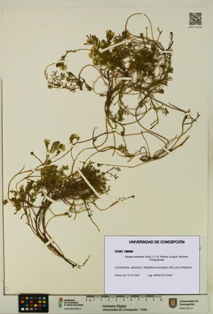 Senega salasiana [Espécimen: UDEC:CONC:0188094]