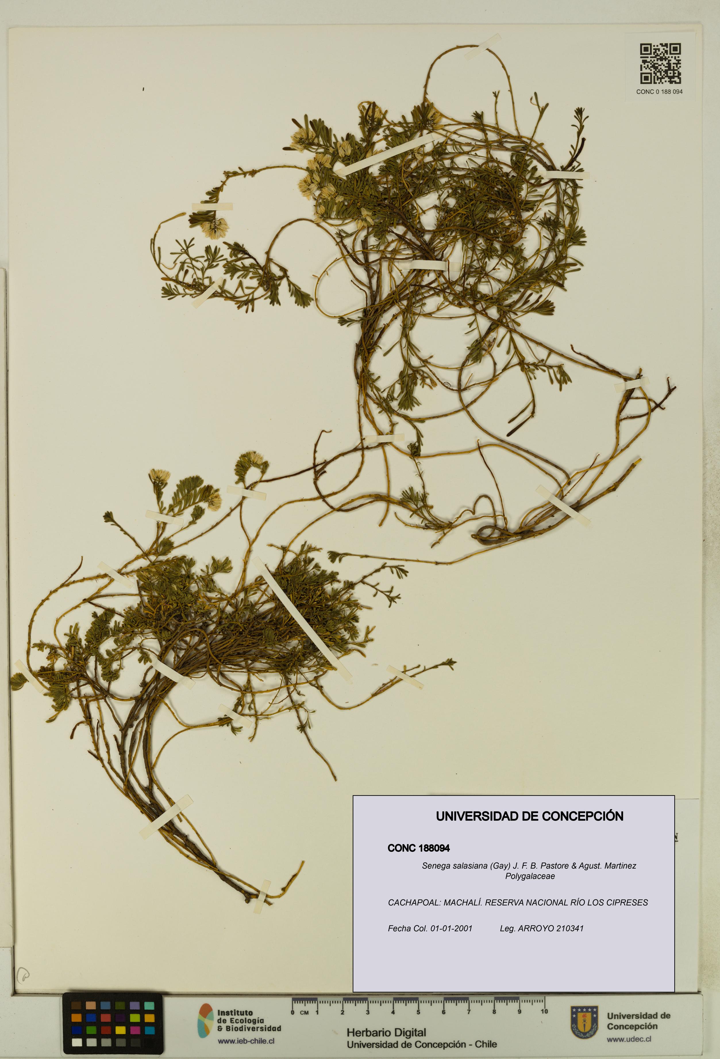 Senega salasiana [Espécimen: UDEC:CONC:0188094]