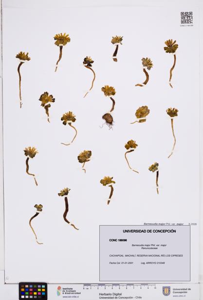 Barneoudia major var. major [Espécimen: ]
