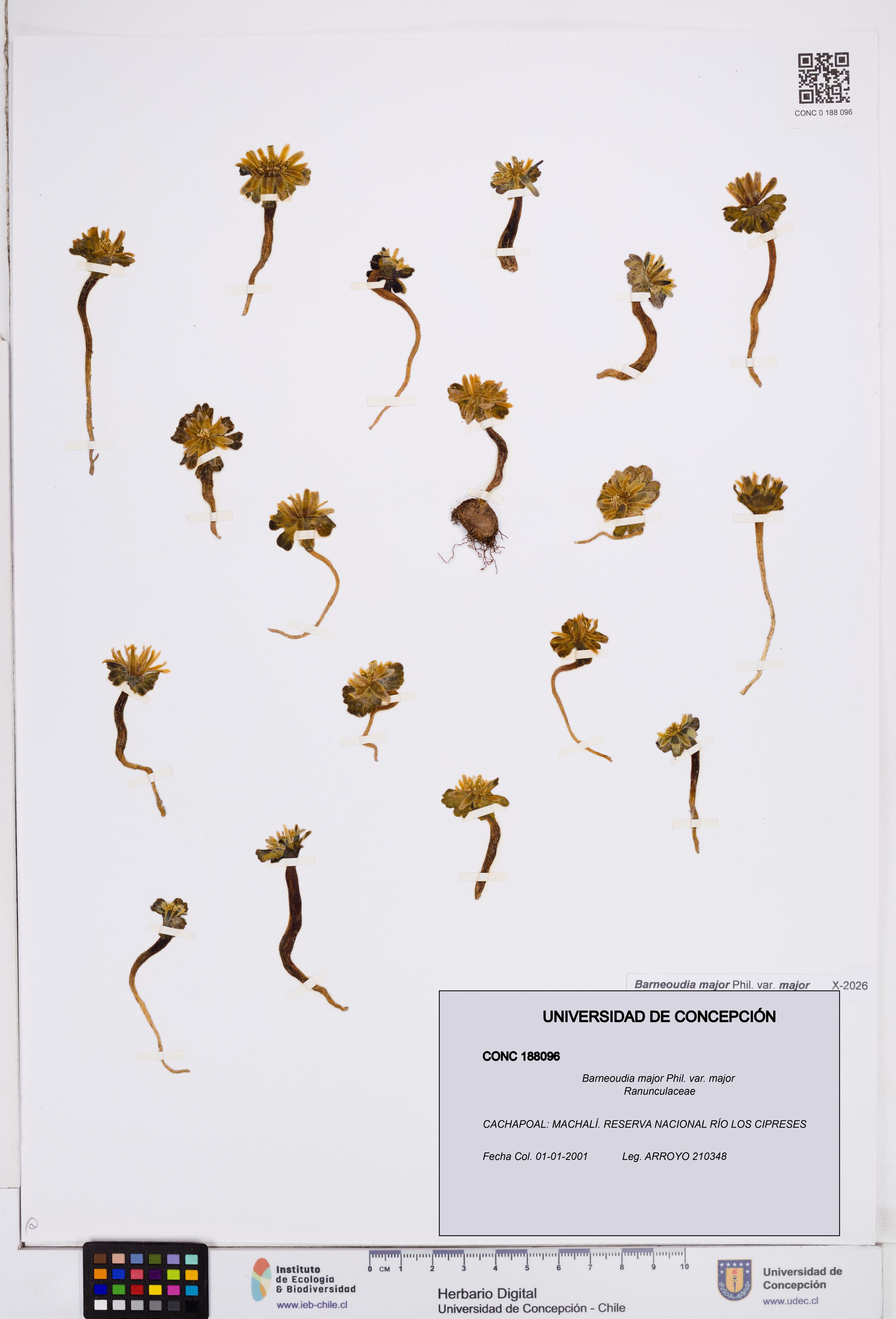 Barneoudia major var. major [Espécimen: ]