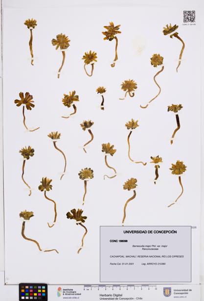 Barneoudia major var. major [Espécimen: ]