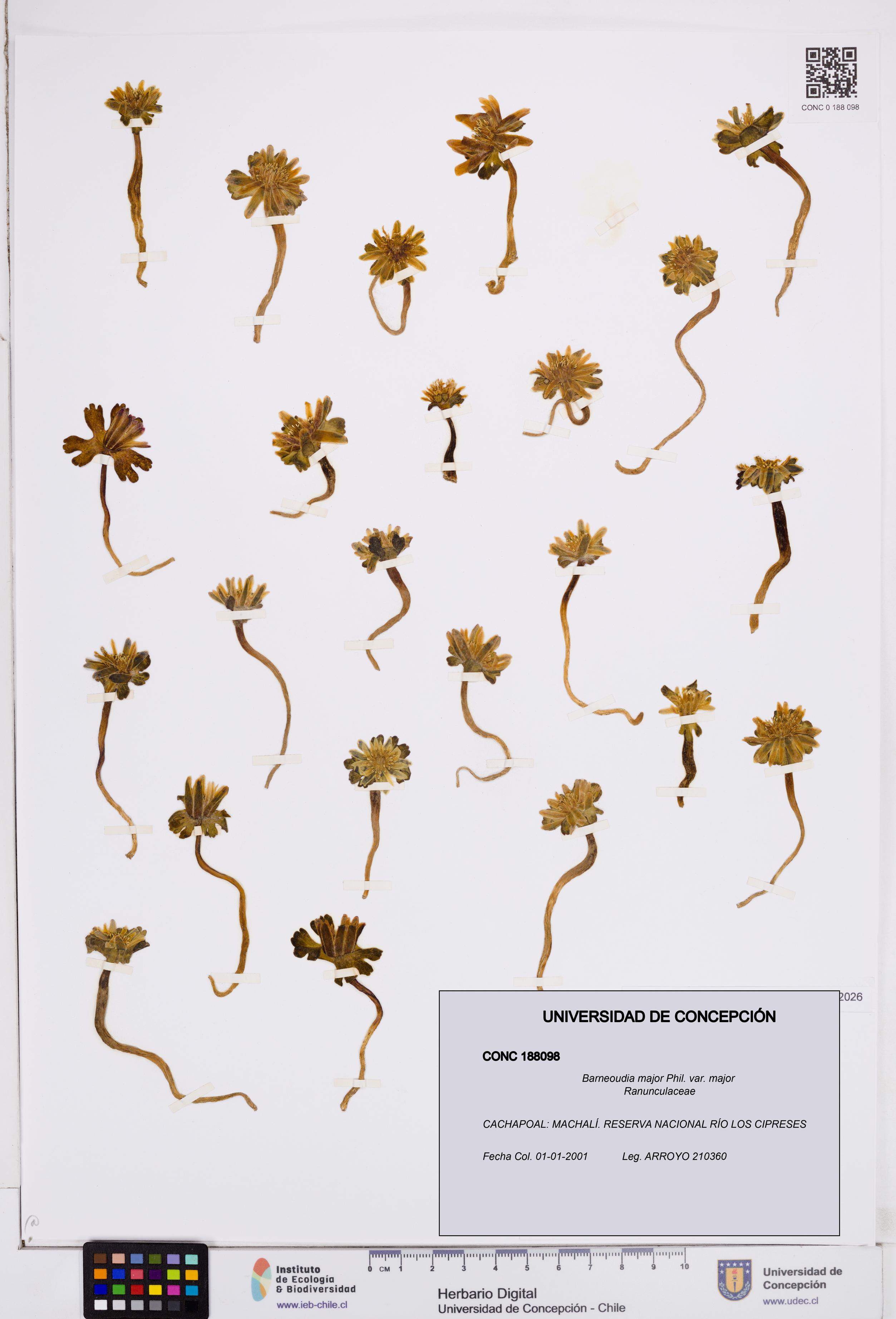 Barneoudia major var. major [Espécimen: ]