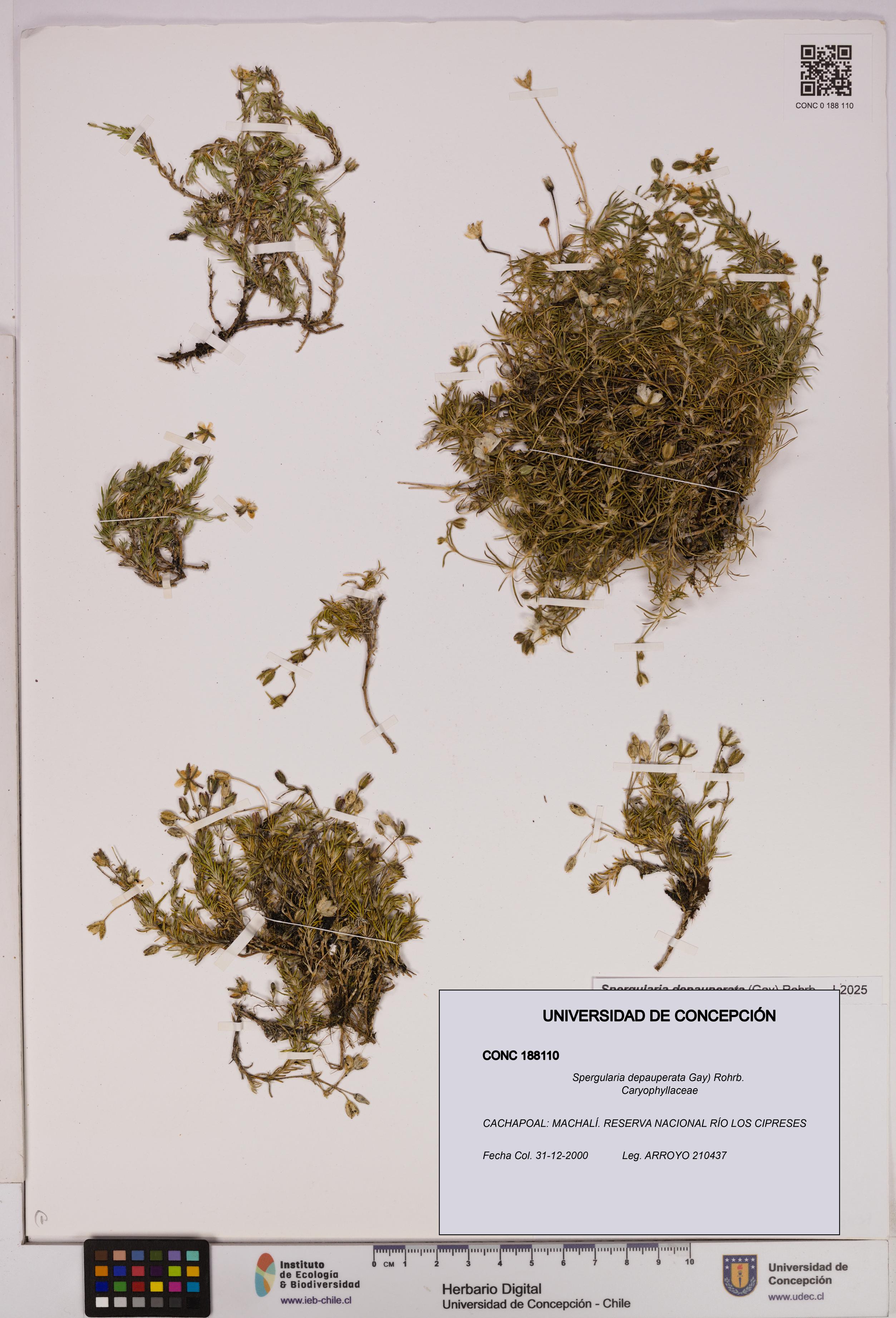 Spergularia depauperata [Espécimen: UDEC:CONC:0188110]