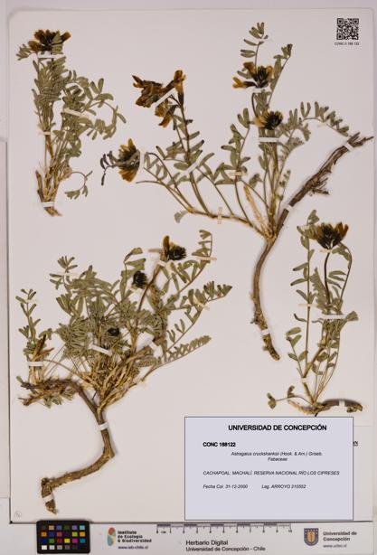 Astragalus cruckshanksii [Espécimen: UDEC:CONC:0188122]