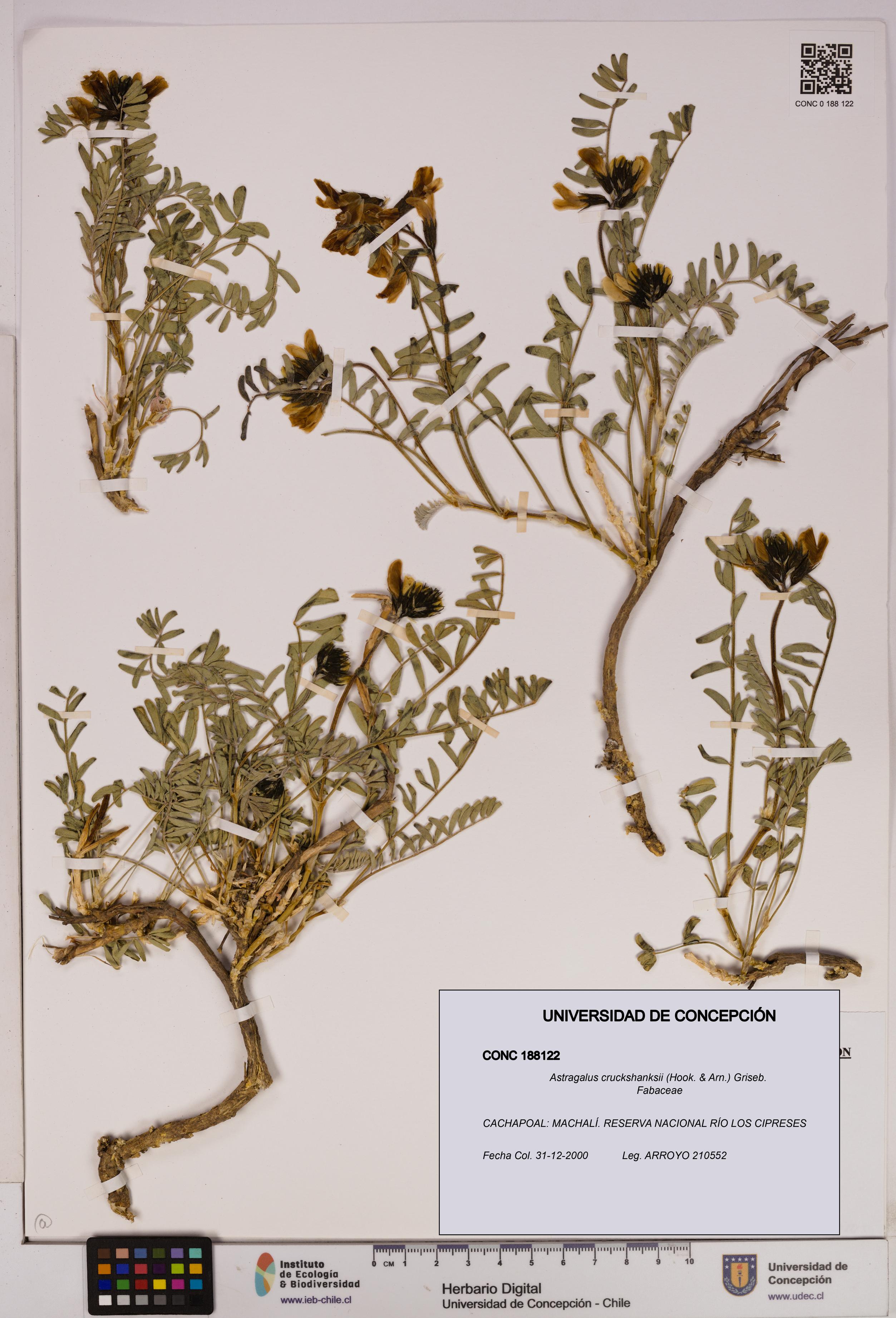 Astragalus cruckshanksii [Espécimen: UDEC:CONC:0188122]
