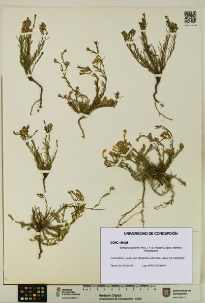 Senega subandina [Espécimen: UDEC:CONC:0188126]