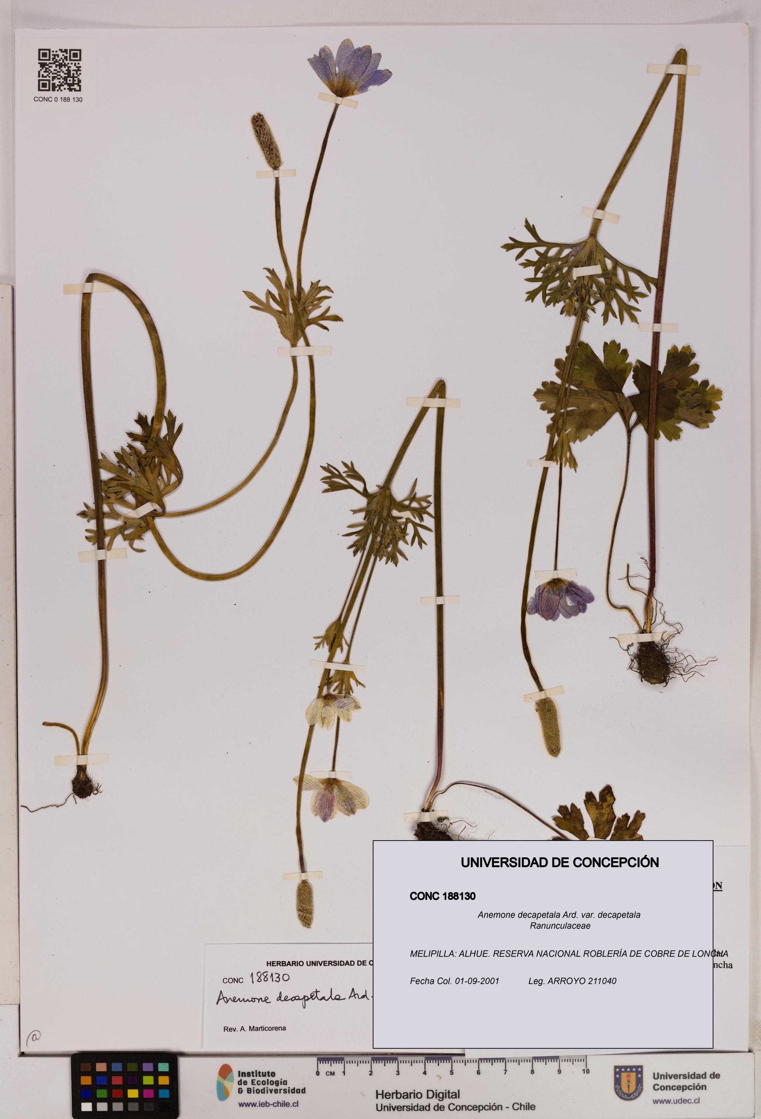 Anemone decapetala [Espécimen: UDEC:CONC:0188130]