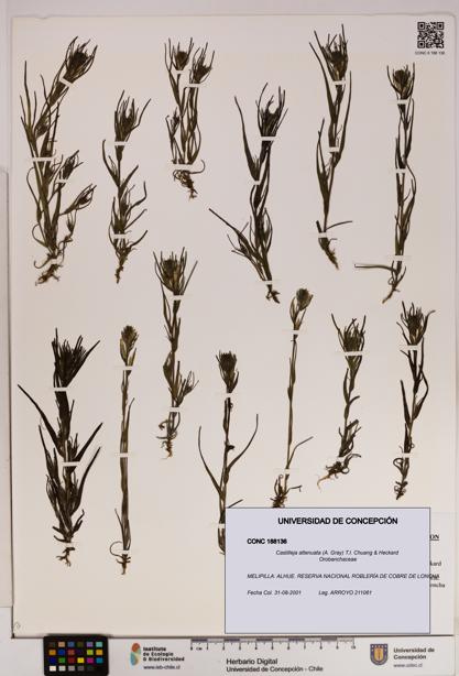 Castilleja attenuata [Espécimen: UDEC:CONC:0188136]