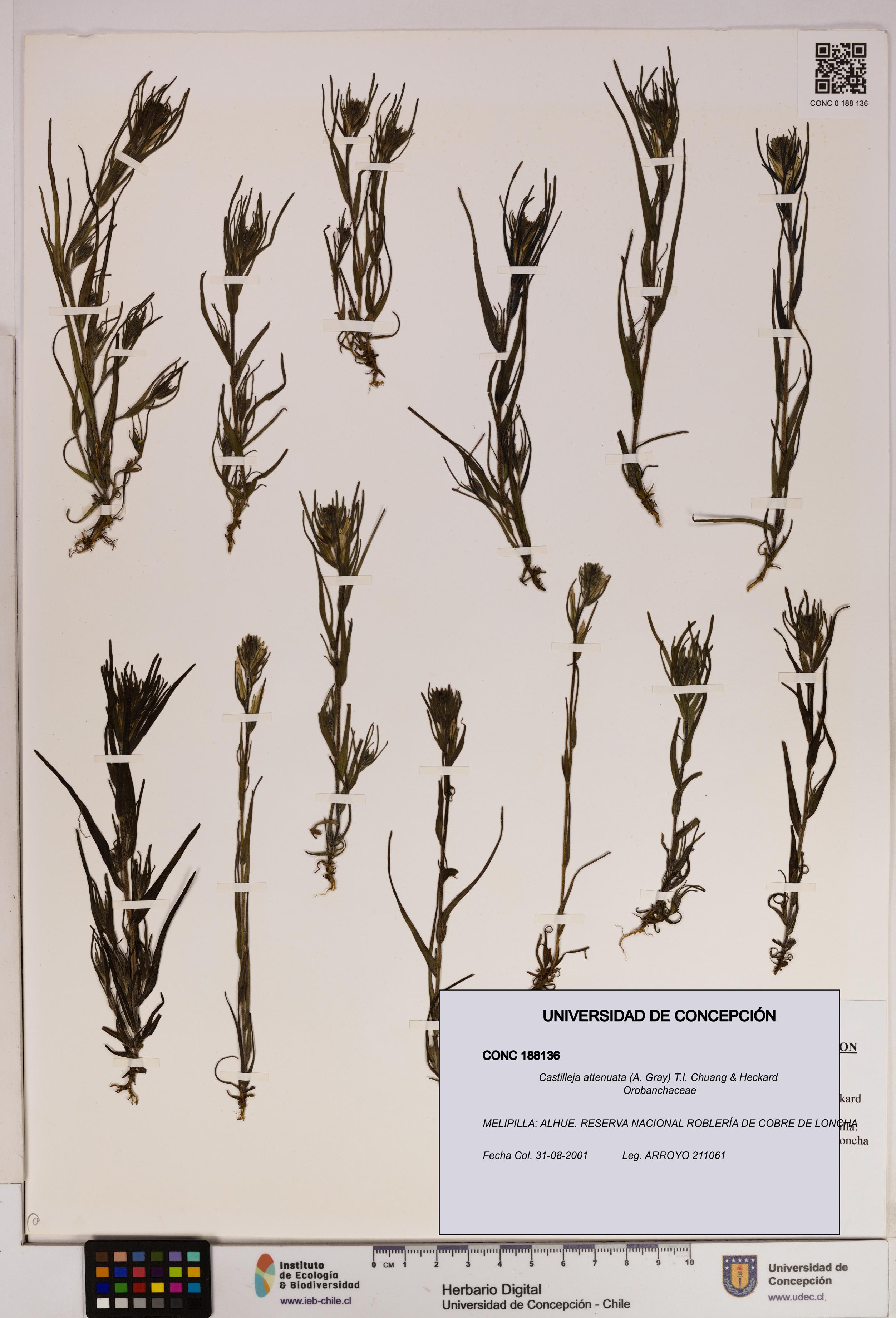 Castilleja attenuata [Espécimen: UDEC:CONC:0188136]