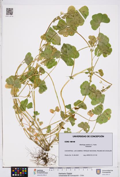 Medicago arabica [Espécimen: ]