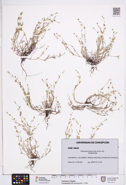 Pectocarya linearis [Espécimen: ]