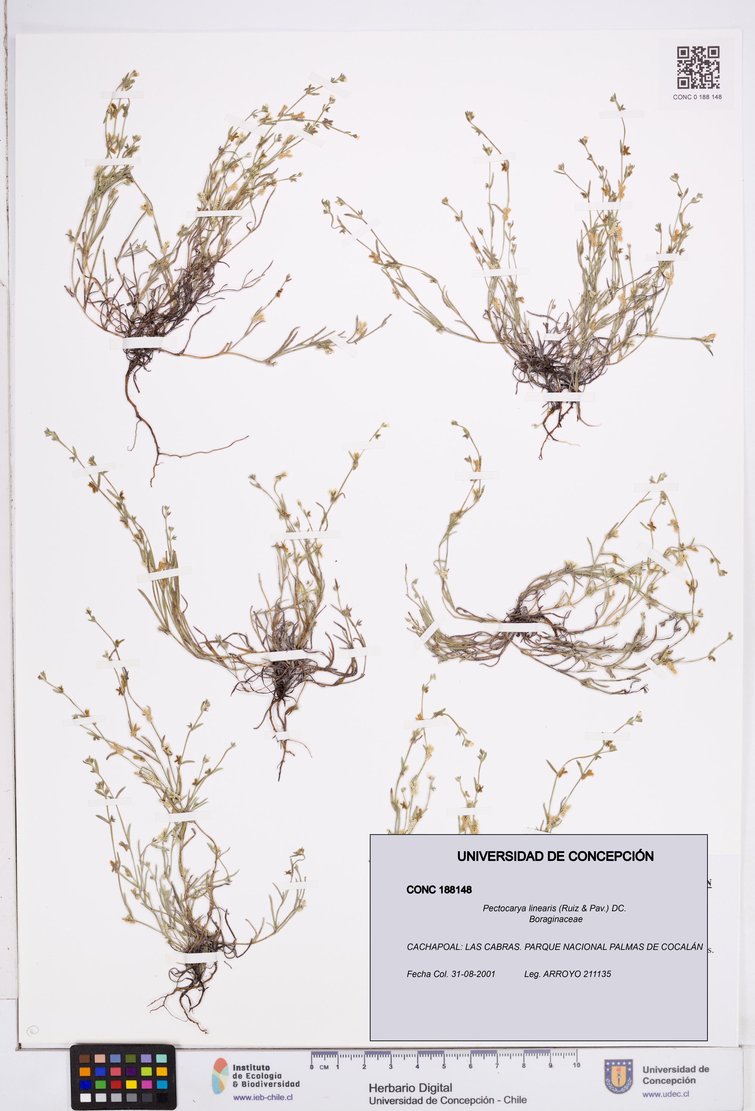Pectocarya linearis [Espécimen: ]