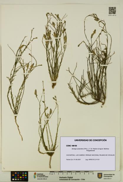Senega subandina [Espécimen: UDEC:CONC:0188153]