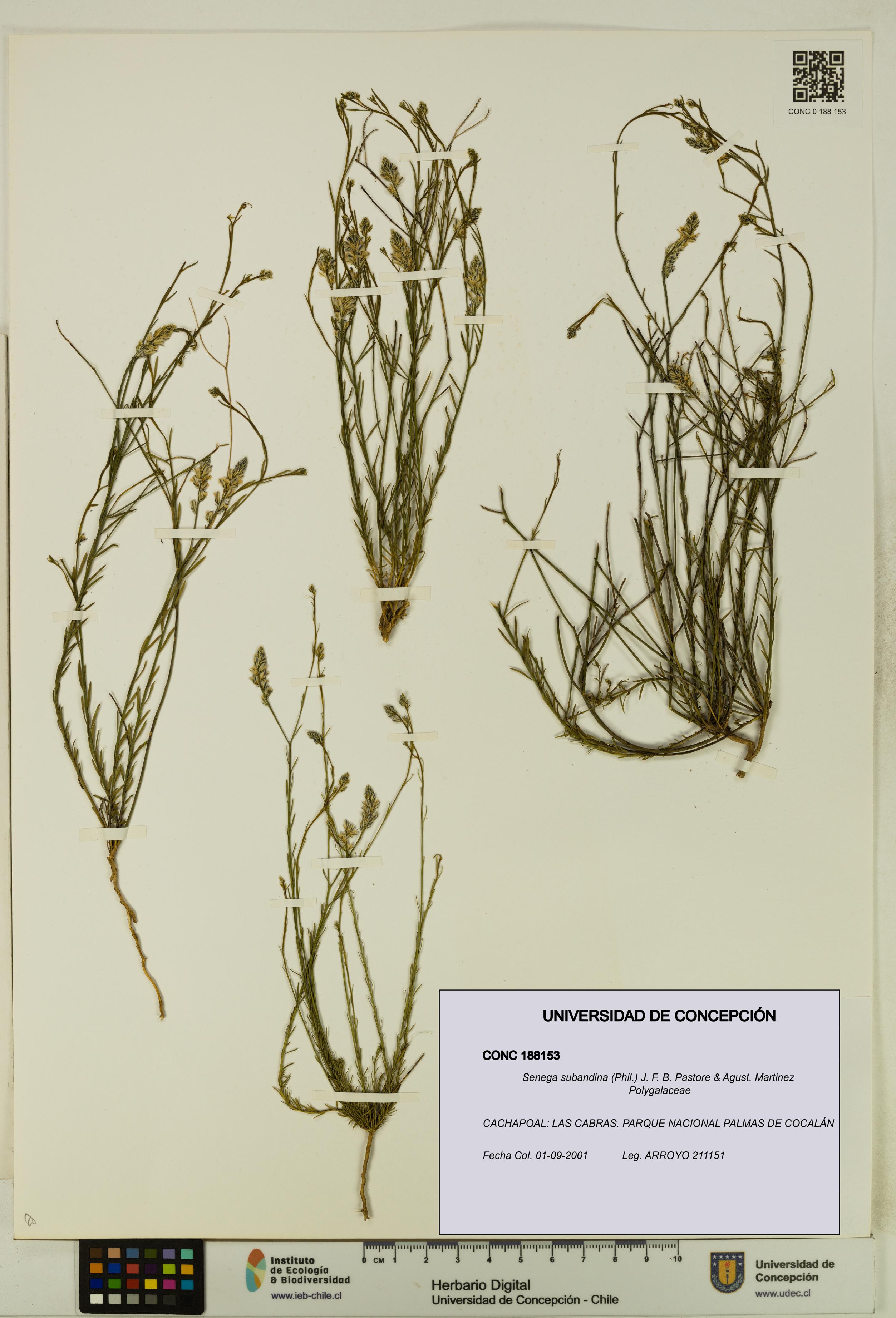 Senega subandina [Espécimen: UDEC:CONC:0188153]