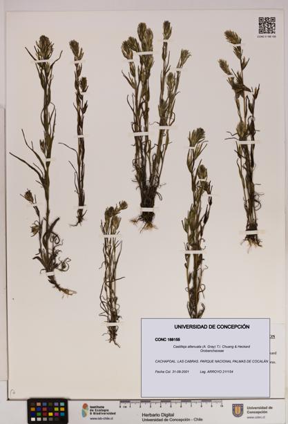 Castilleja attenuata [Espécimen: UDEC:CONC:0188155]