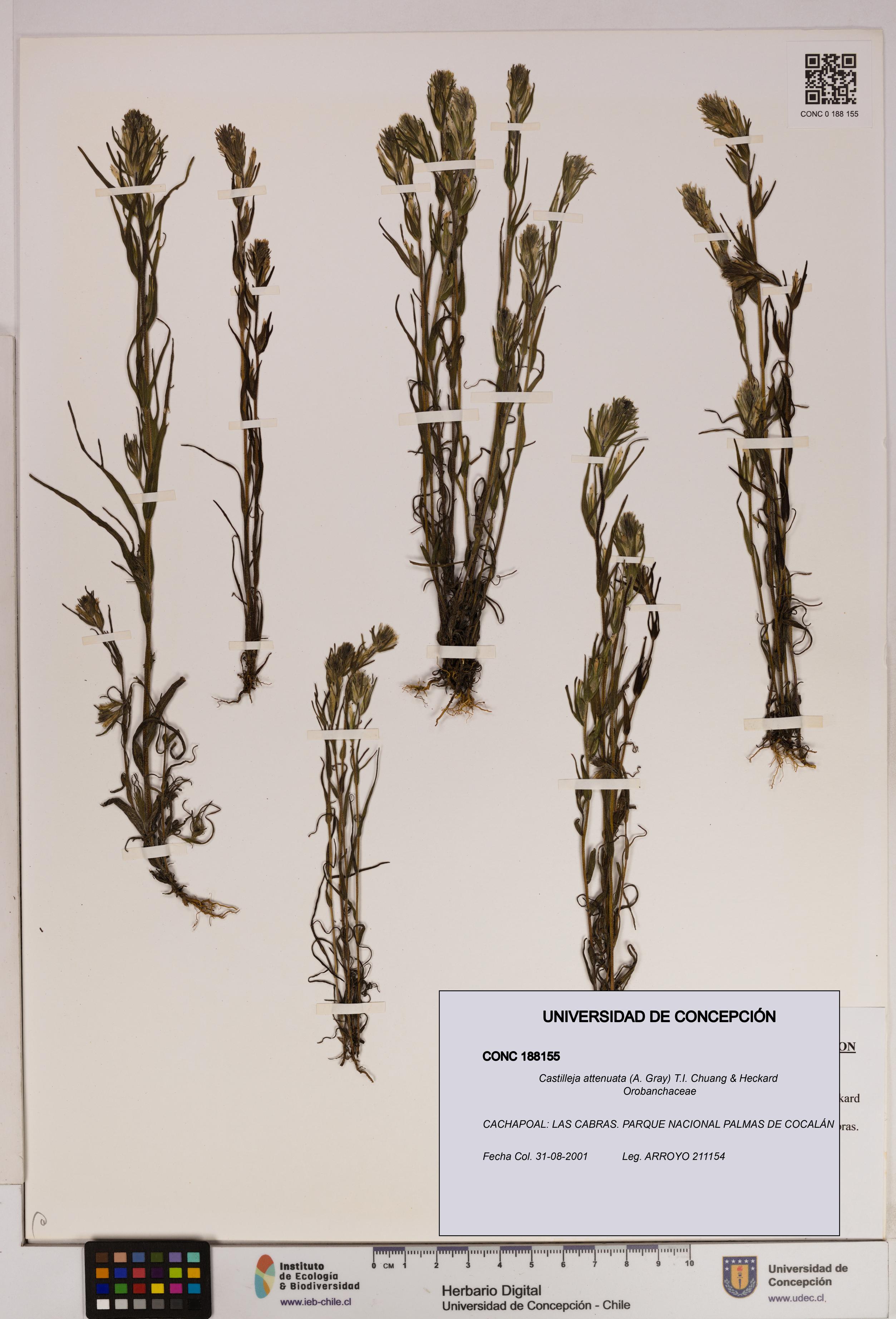 Castilleja attenuata [Espécimen: UDEC:CONC:0188155]