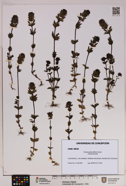 Parentucellia latifolia [Espécimen: UDEC:CONC:0188164]