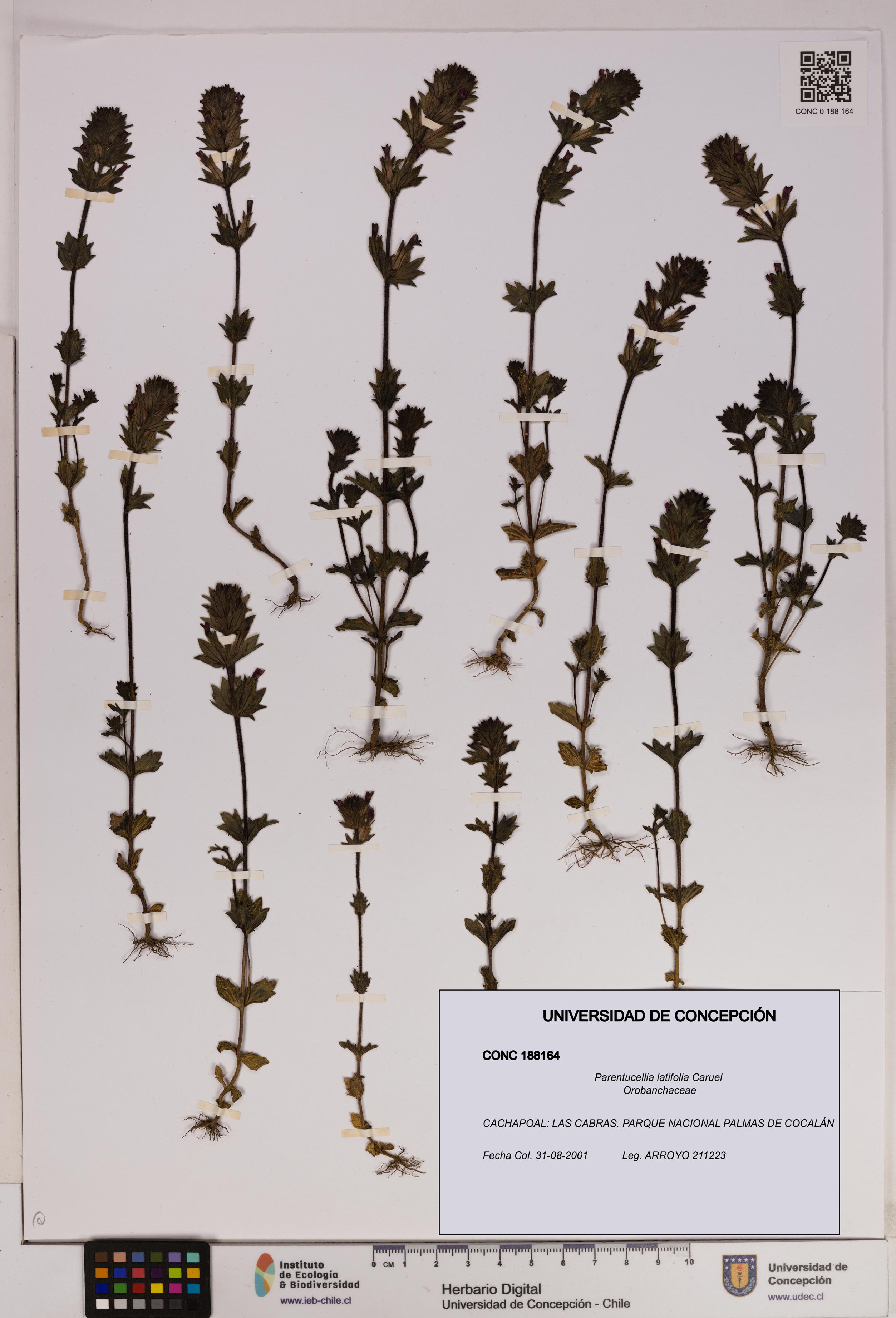 Parentucellia latifolia [Espécimen: UDEC:CONC:0188164]
