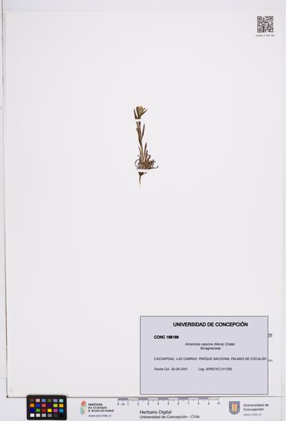Amsinckia calycina [Espécimen: ]