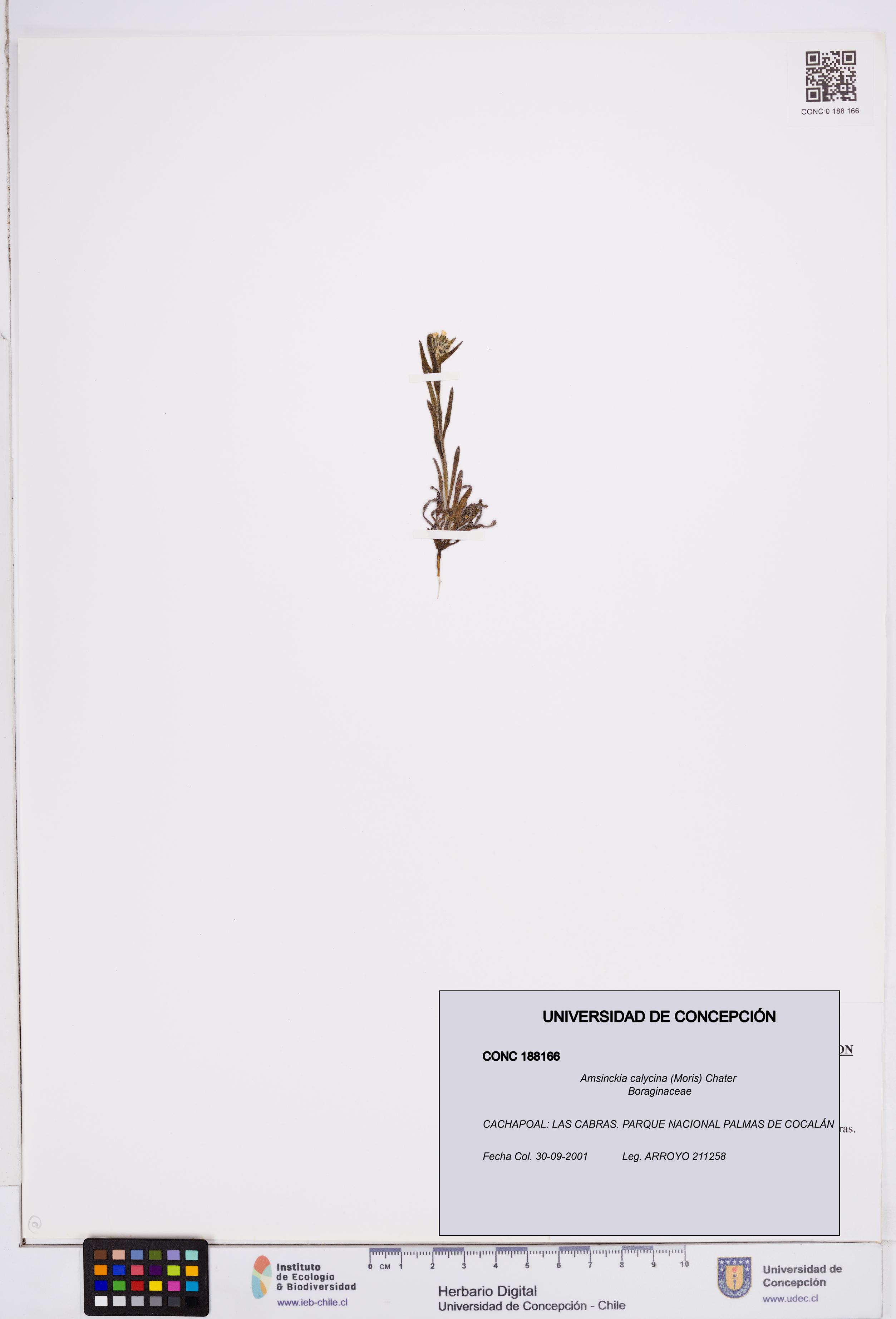 Amsinckia calycina [Espécimen: ]