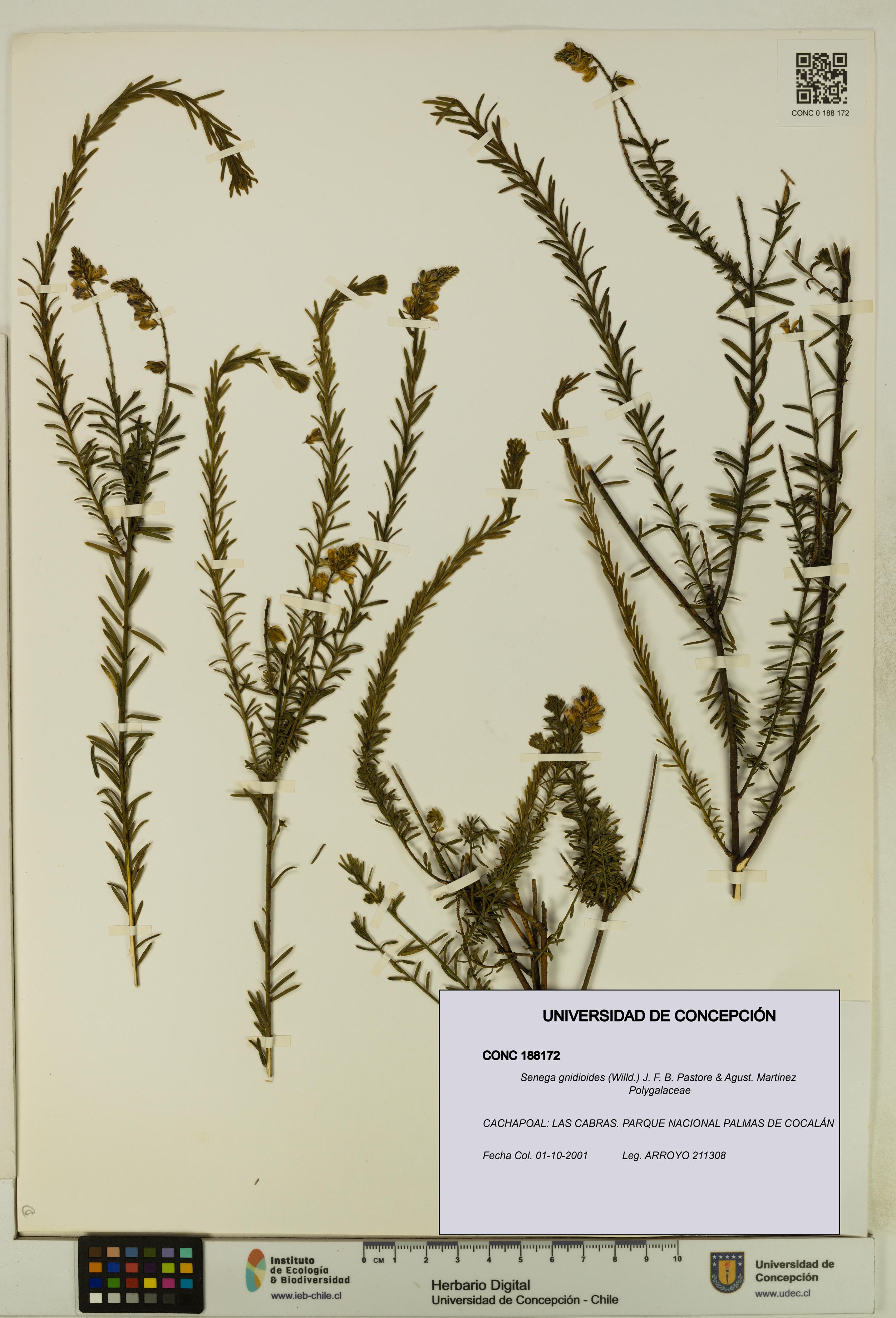 Senega gnidioides [Espécimen: UDEC:CONC:0188172]