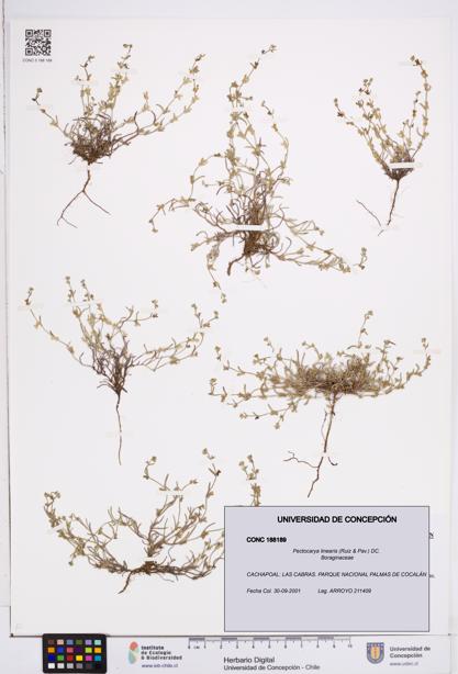 Pectocarya linearis [Espécimen: ]