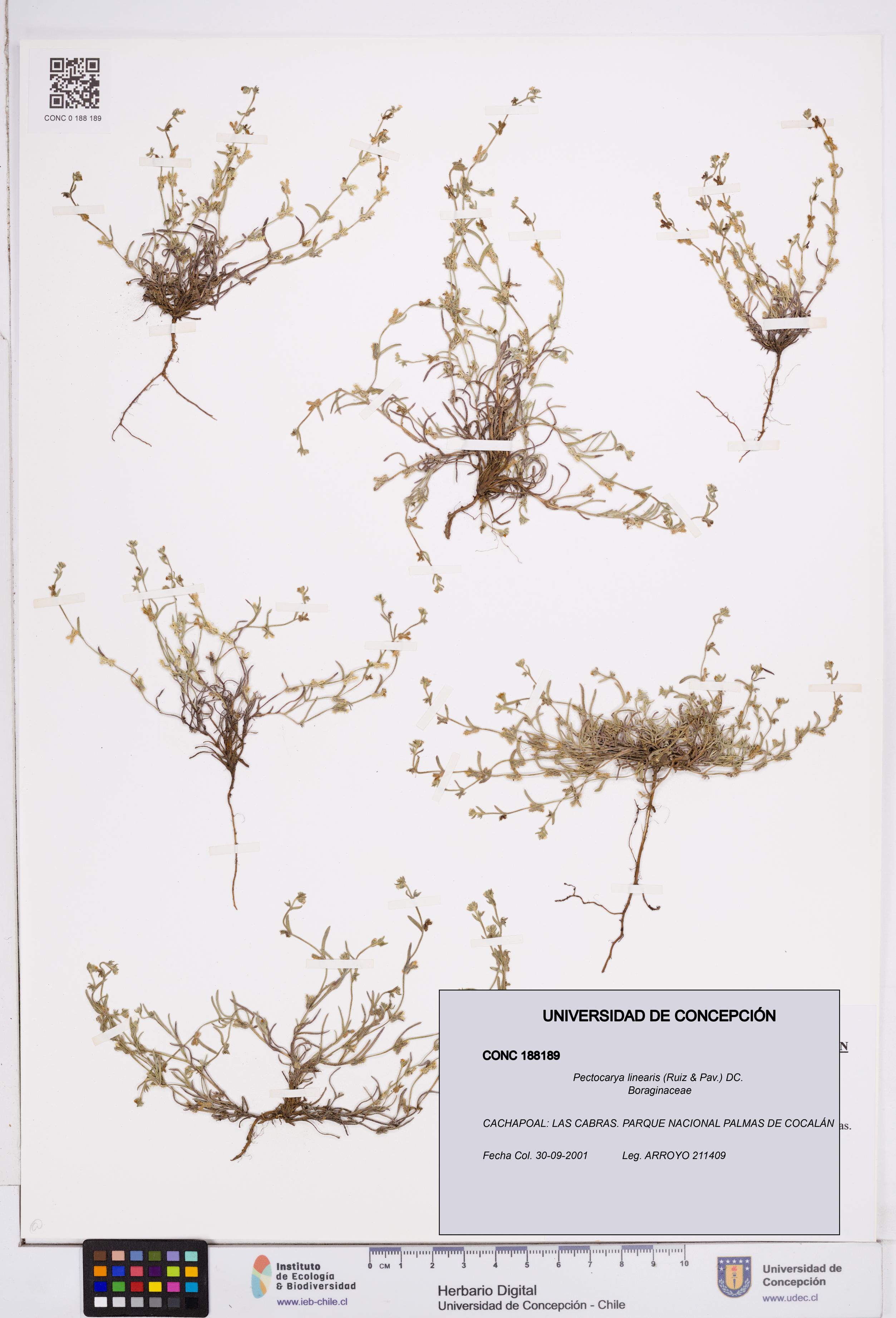 Pectocarya linearis [Espécimen: ]