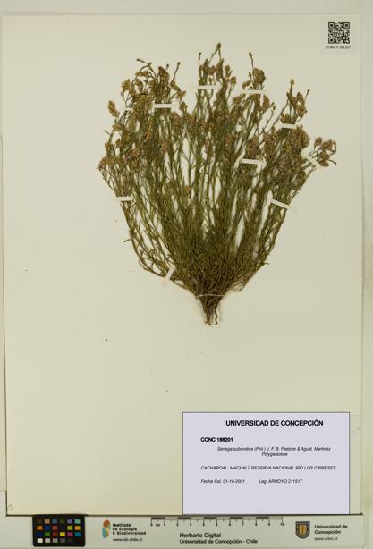 Senega subandina [Espécimen: UDEC:CONC:0188201]