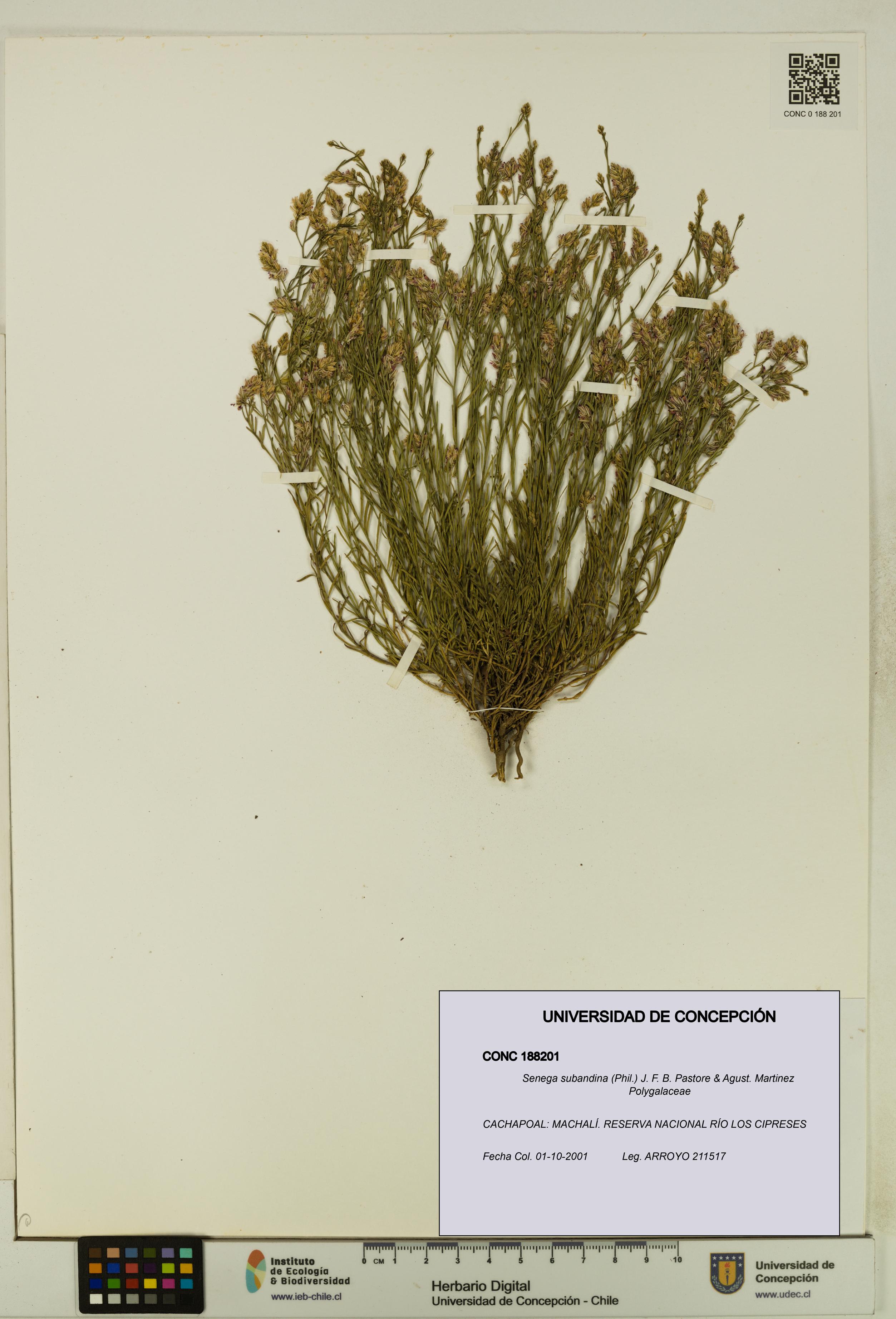 Senega subandina [Espécimen: UDEC:CONC:0188201]