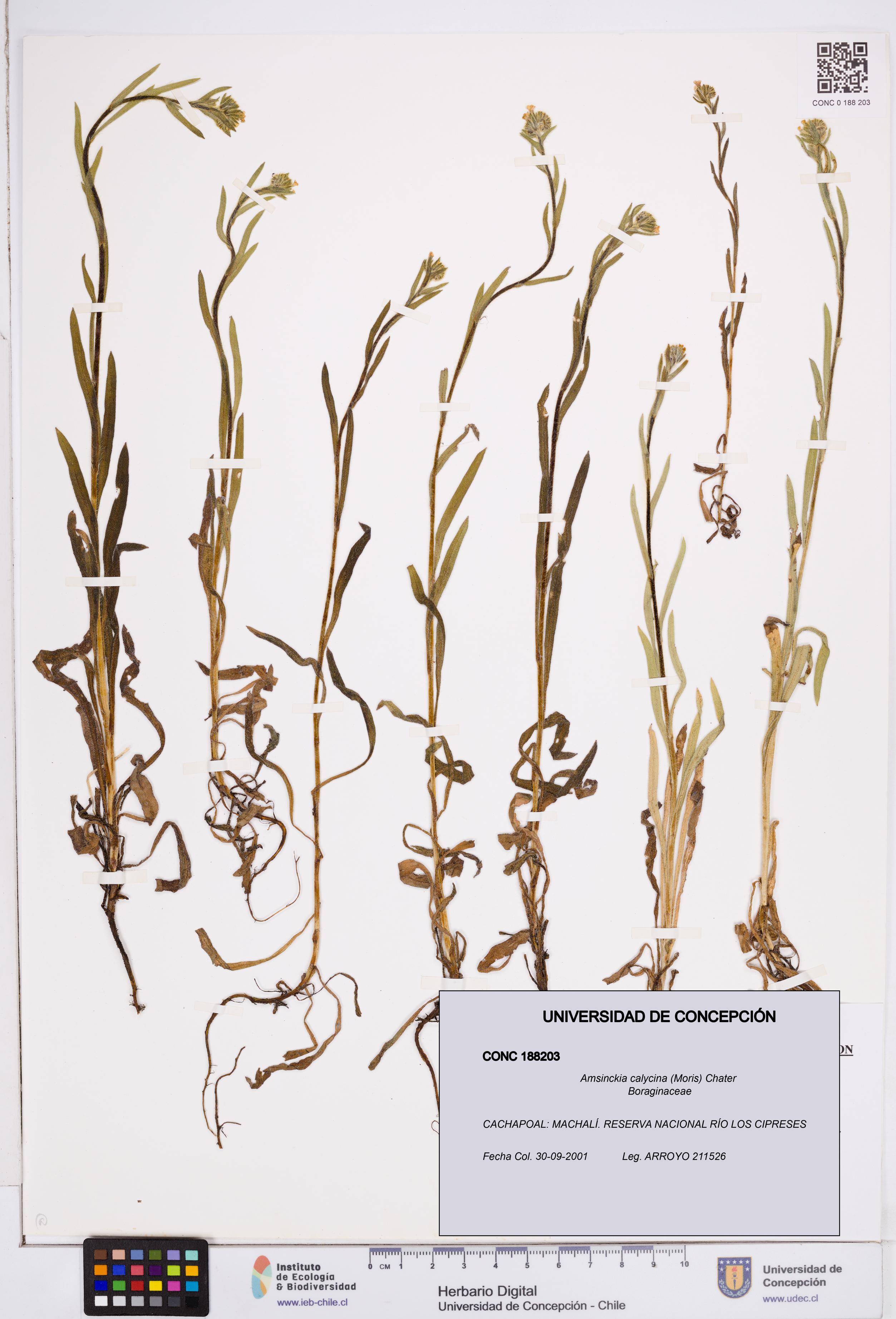 Amsinckia calycina [Espécimen: ]