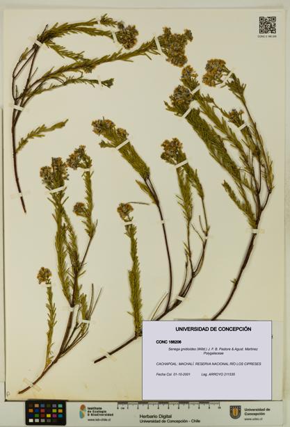 Senega gnidioides [Espécimen: UDEC:CONC:0188206]