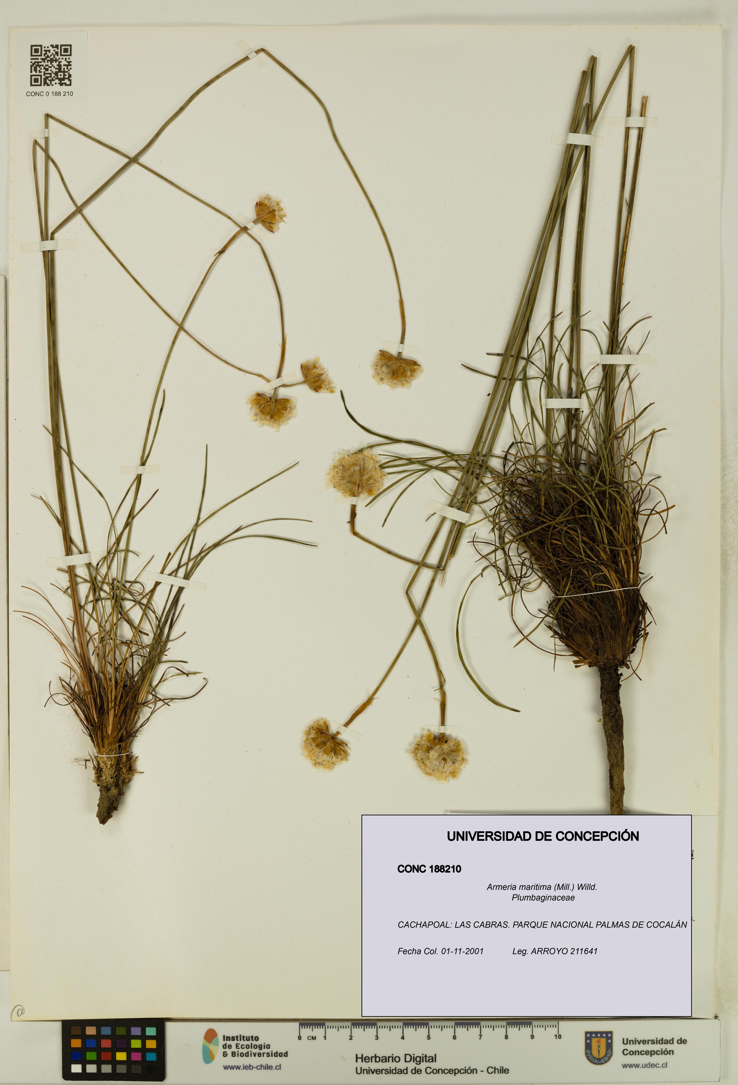 Armeria maritima [Espécimen: UDEC:CONC:0188210]