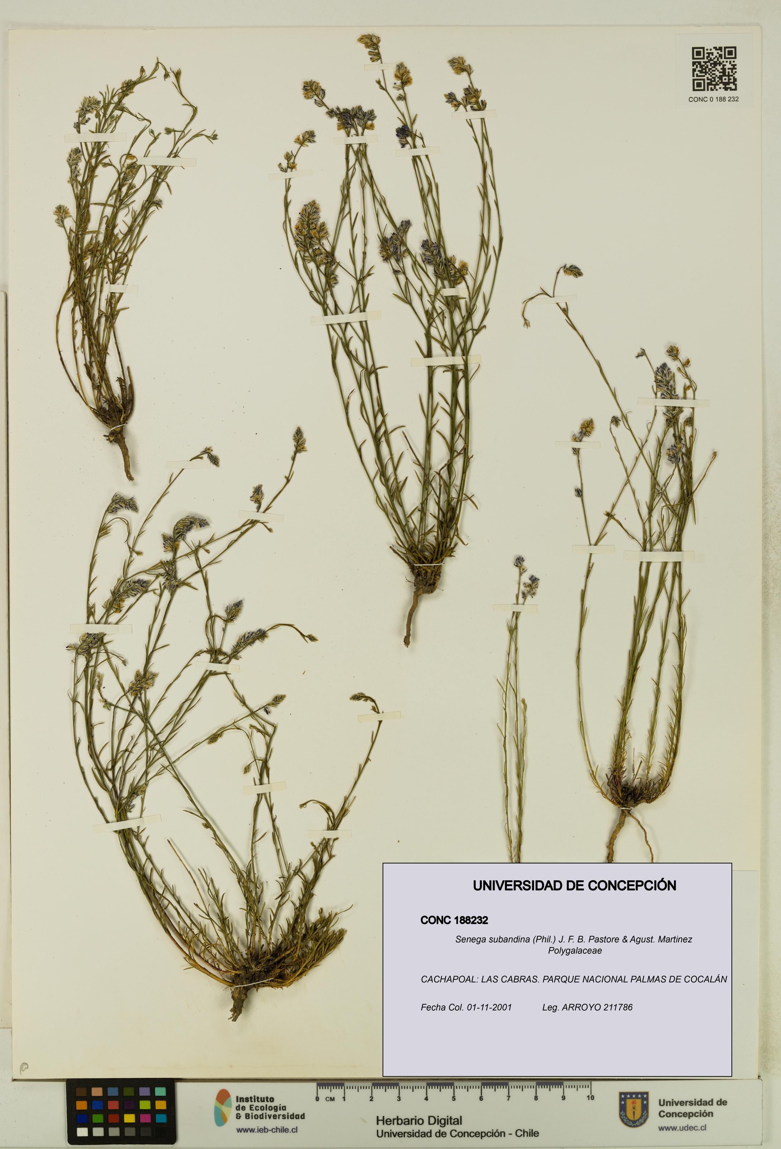 Senega subandina [Espécimen: UDEC:CONC:0188232]