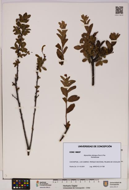 Myoschilos oblongus [Espécimen: UDEC:CONC:0188237]