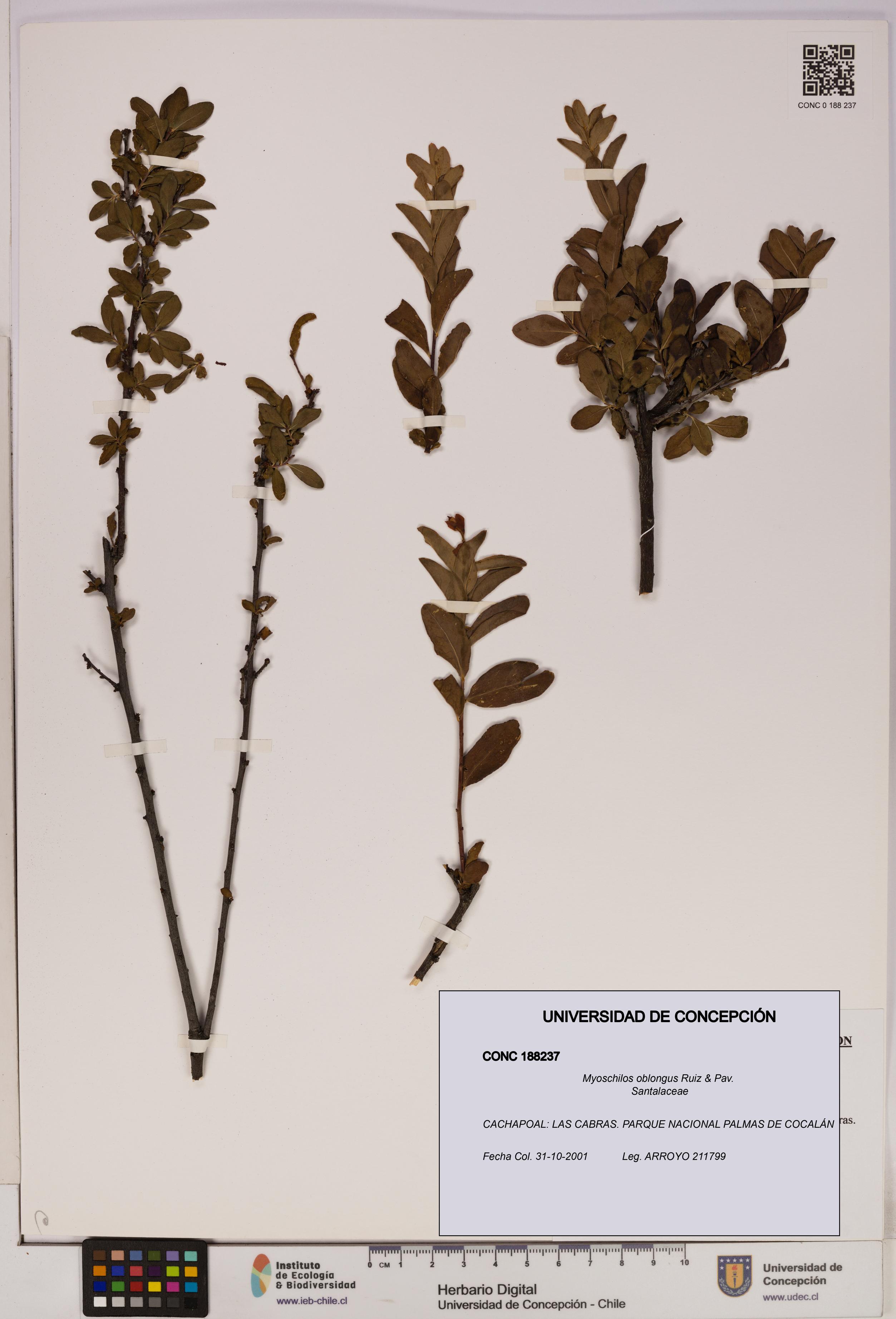 Myoschilos oblongus [Espécimen: UDEC:CONC:0188237]