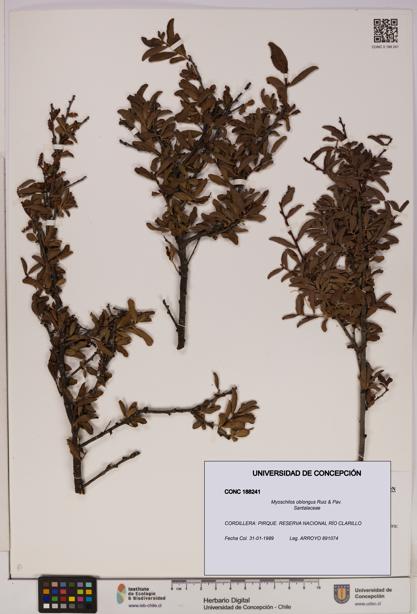 Myoschilos oblongus [Espécimen: UDEC:CONC:0188241]