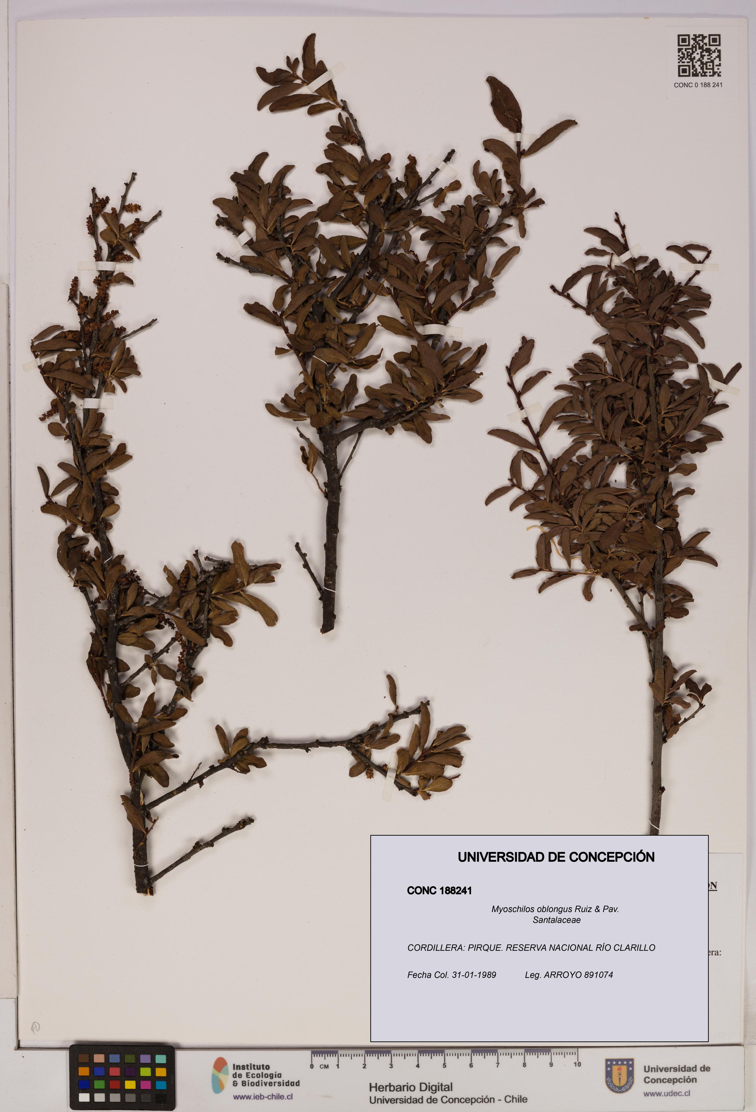 Myoschilos oblongus [Espécimen: UDEC:CONC:0188241]